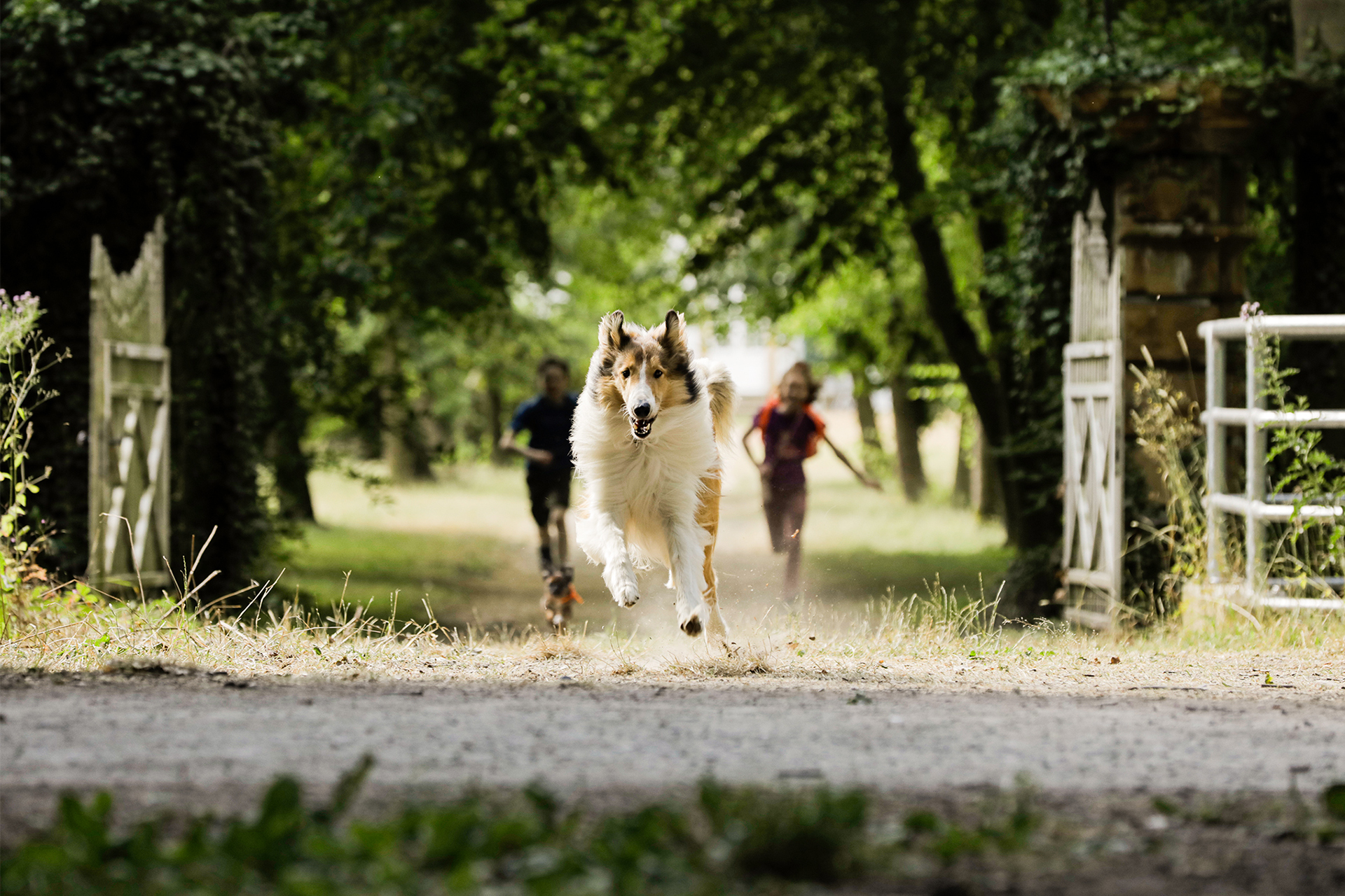 Cinema Estreia «lassie De Volta A Casa Rádio Avfm